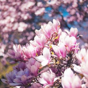 Close-up of vibrant magnolia blossoms in full bloom during spring.